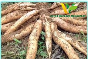 Cassava starch processing plant.jpg